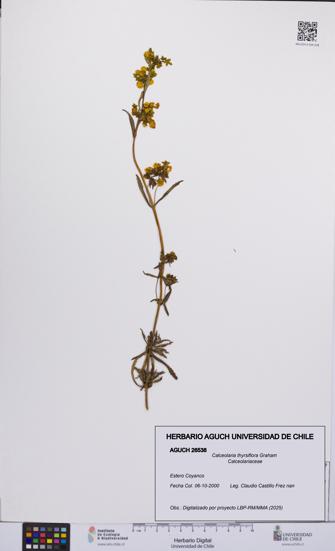 Calceolaria thyrsiflora [Espécimen: UCH:AGUCH:0026538]