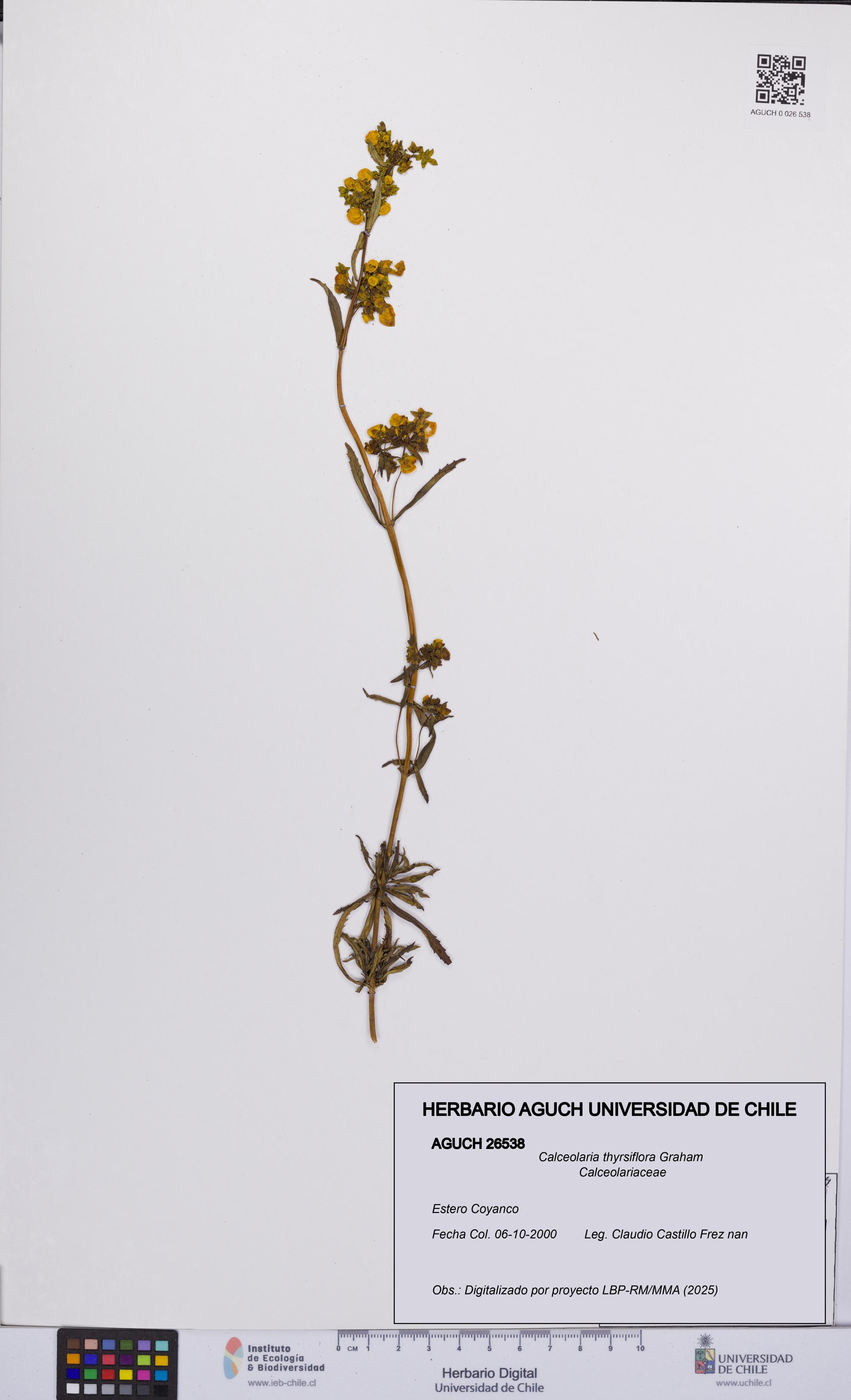 Calceolaria thyrsiflora [Espécimen: UCH:AGUCH:0026538]
