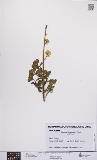 Baccharis rhomboidalis [Espécimen: UCH:AGUCH:0026543]