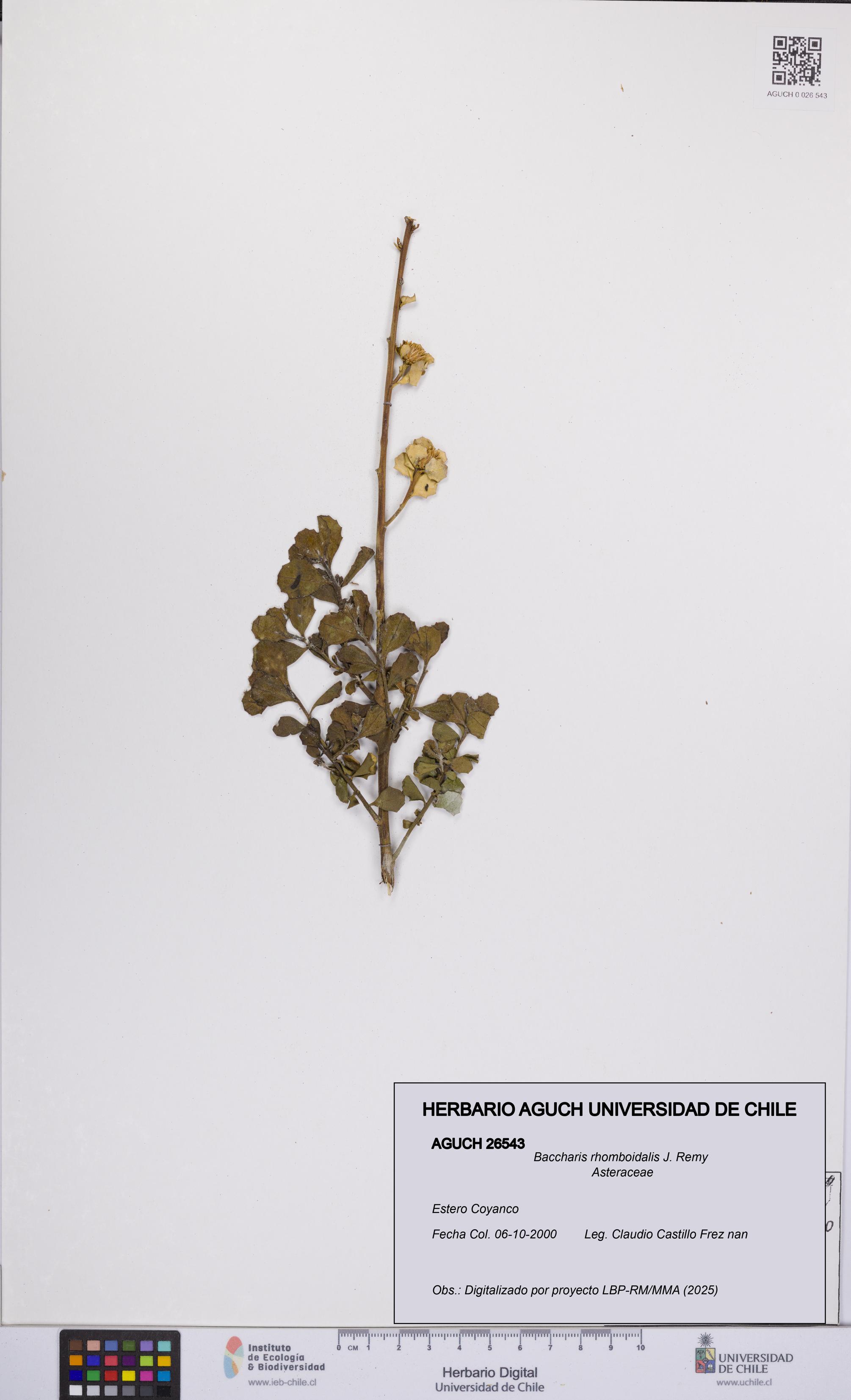 Baccharis rhomboidalis [Espécimen: UCH:AGUCH:0026543]