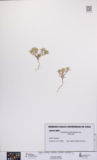 Chaetanthera moenchioides [Espécimen: UCH:AGUCH:0026547]