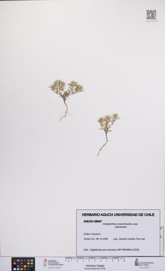 Chaetanthera moenchioides [Espécimen: UCH:AGUCH:0026547]