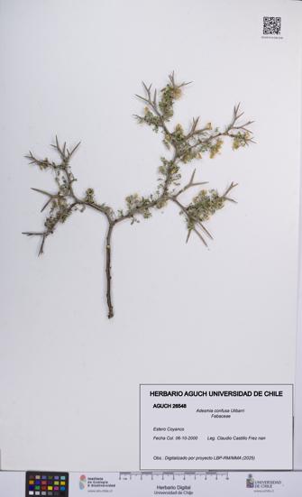 Adesmia confusa [Espécimen: UCH:AGUCH:0026548]
