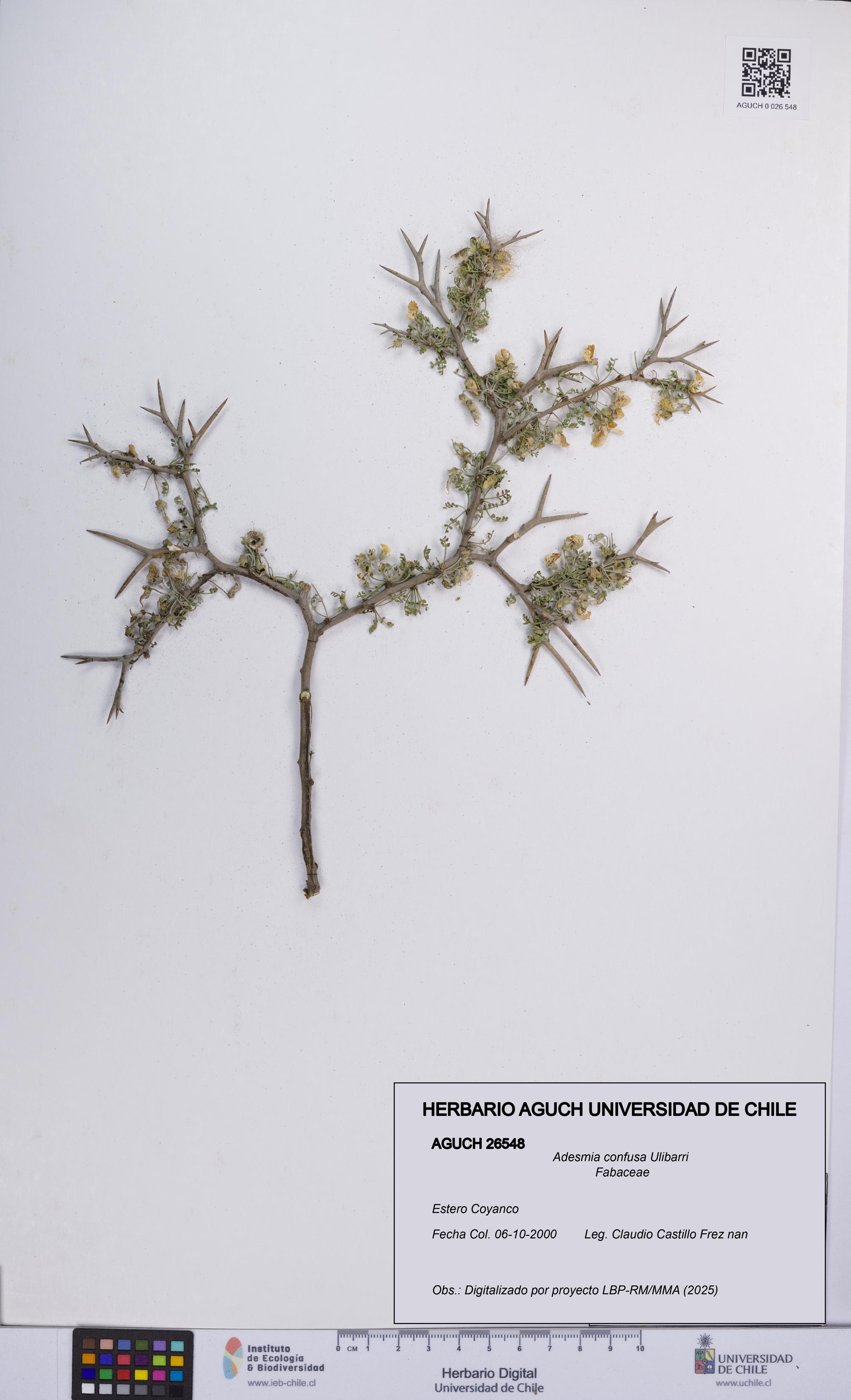 Adesmia confusa [Espécimen: UCH:AGUCH:0026548]