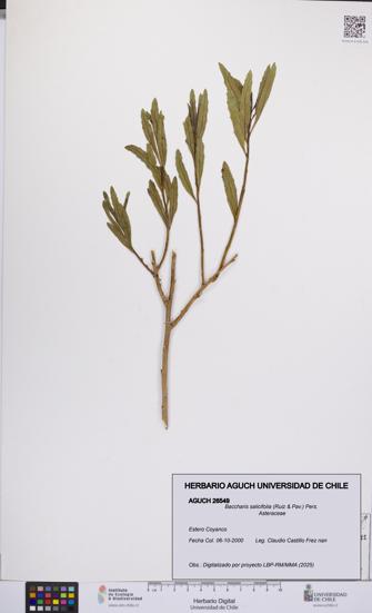 Baccharis salicifolia [Espécimen: UCH:AGUCH:0026549]
