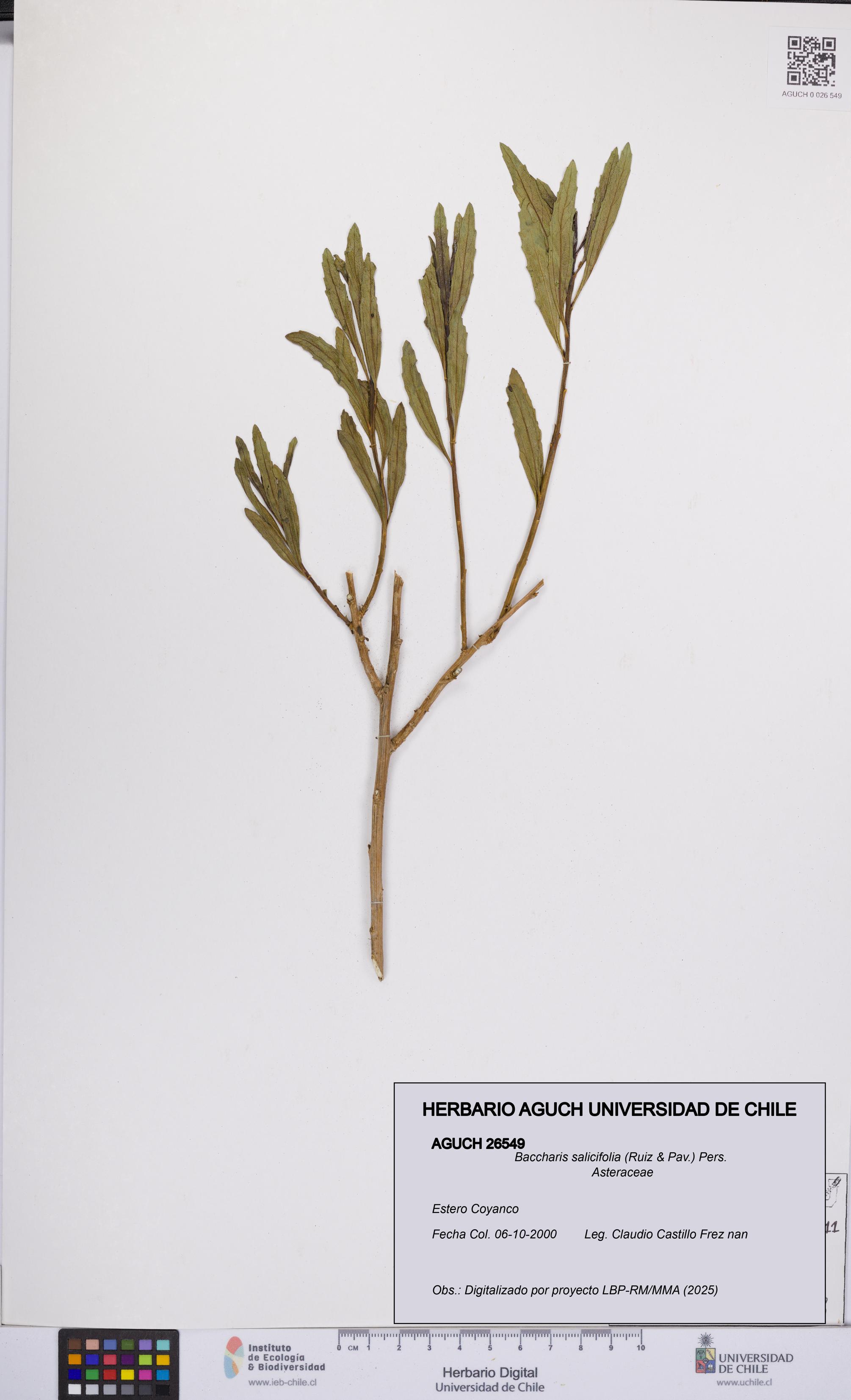 Baccharis salicifolia [Espécimen: UCH:AGUCH:0026549]