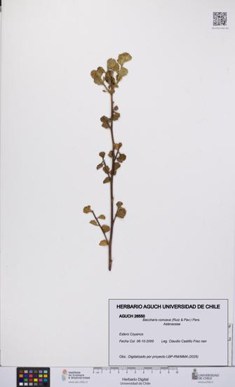 Baccharis concava [Espécimen: UCH:AGUCH:0026550]