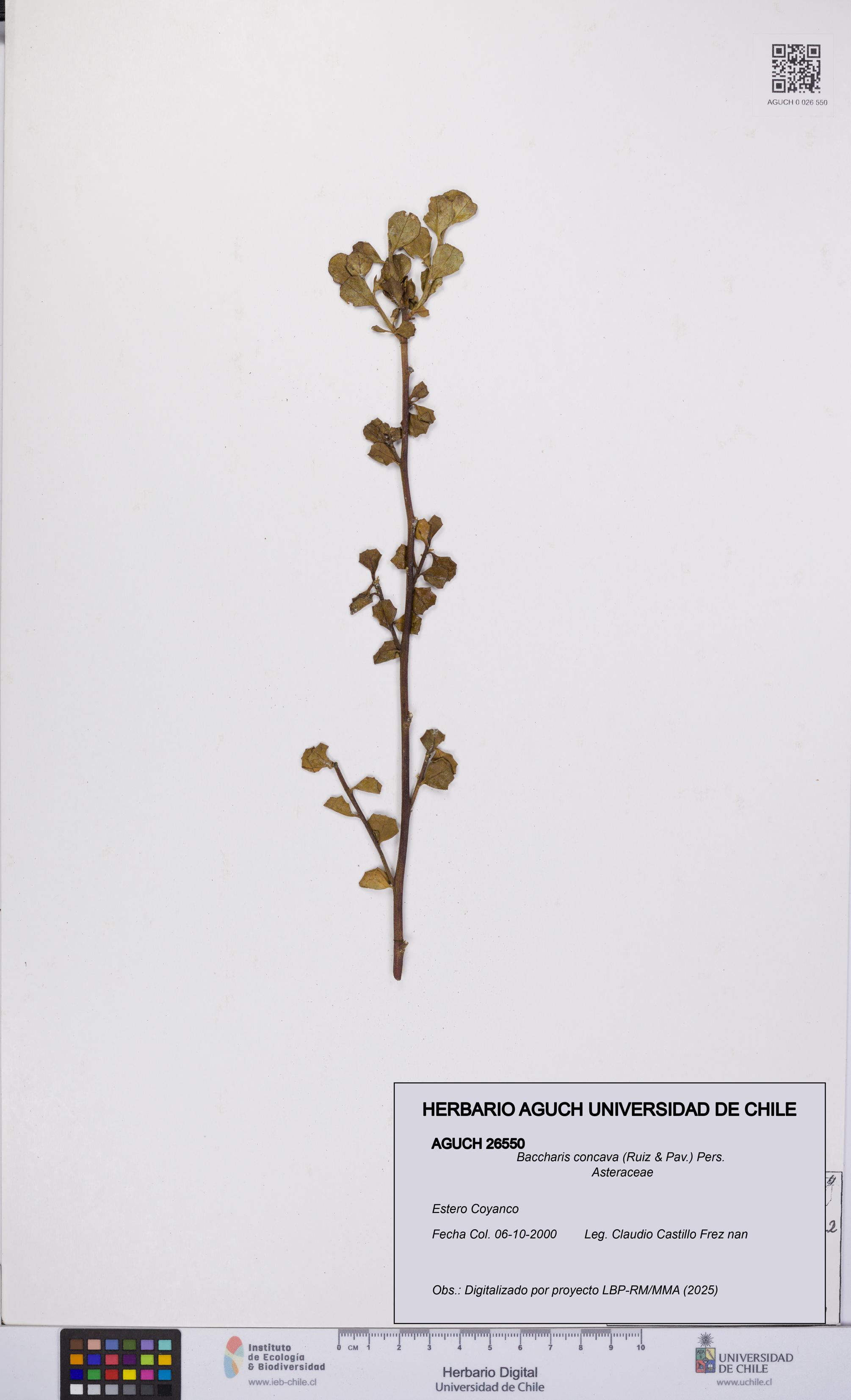 Baccharis concava [Espécimen: UCH:AGUCH:0026550]