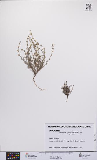 Pectocarya linearis [Espécimen: UCH:AGUCH:0026562]