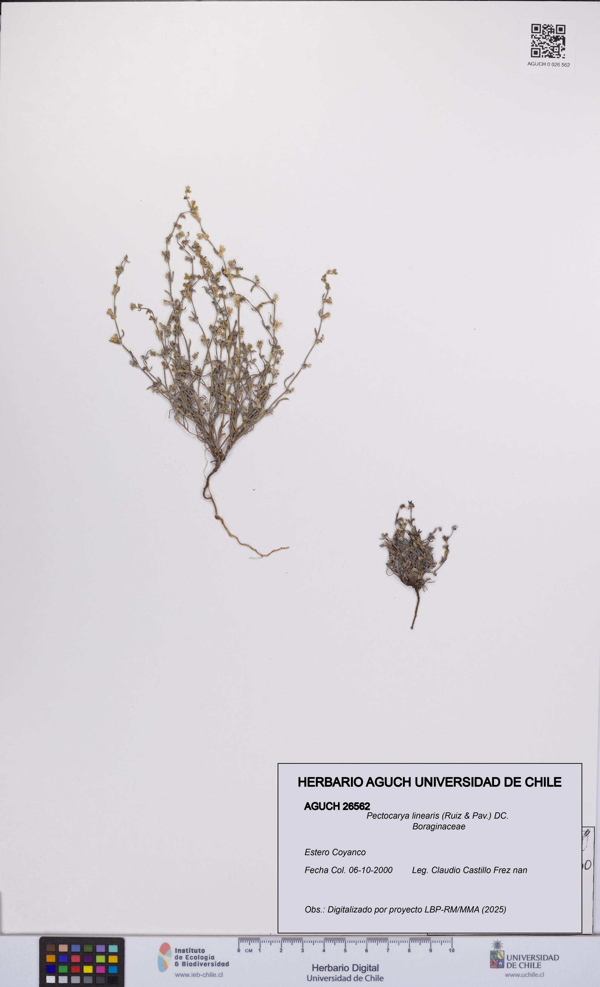 Pectocarya linearis [Espécimen: UCH:AGUCH:0026562]