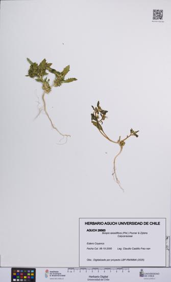 Boopis sessiliflora [Espécimen: UCH:AGUCH:0026563]