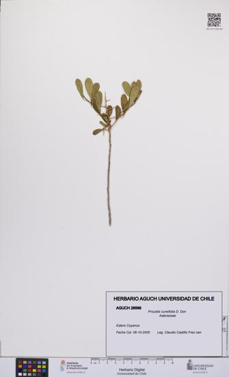 Proustia cuneifolia [Espécimen: UCH:AGUCH:0026566]