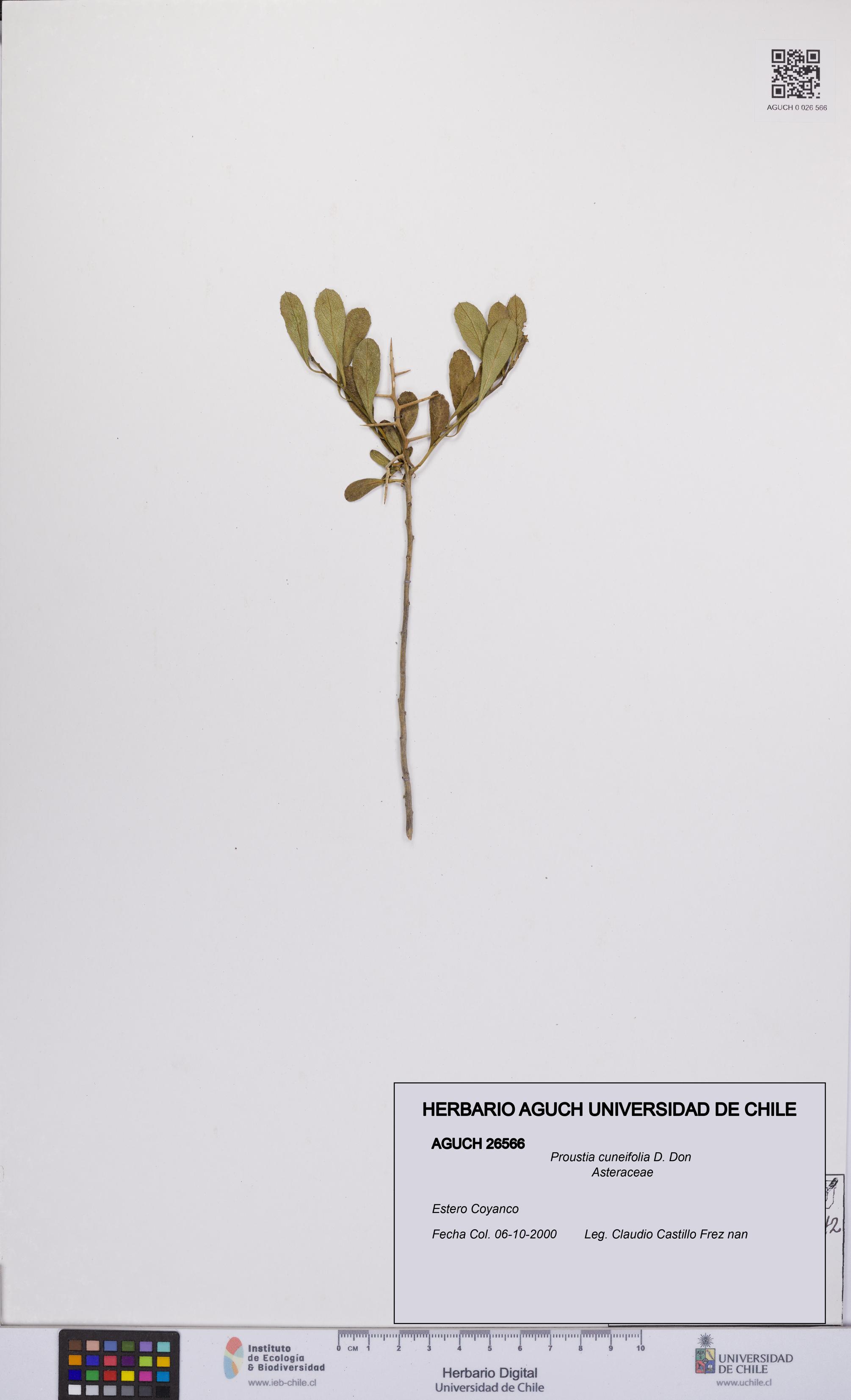Proustia cuneifolia [Espécimen: UCH:AGUCH:0026566]