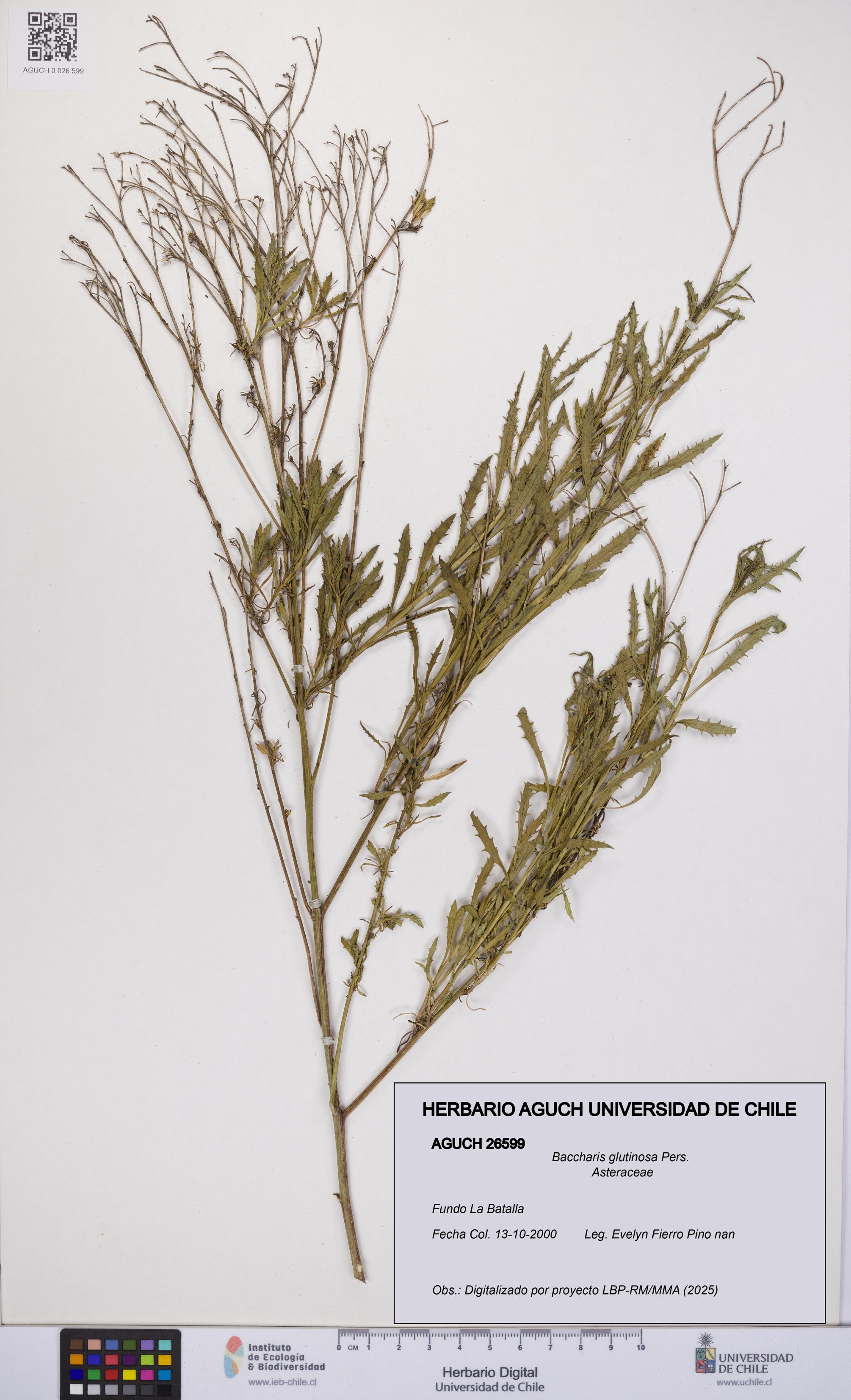 Baccharis glutinosa [Espécimen: UCH:AGUCH:0026599]