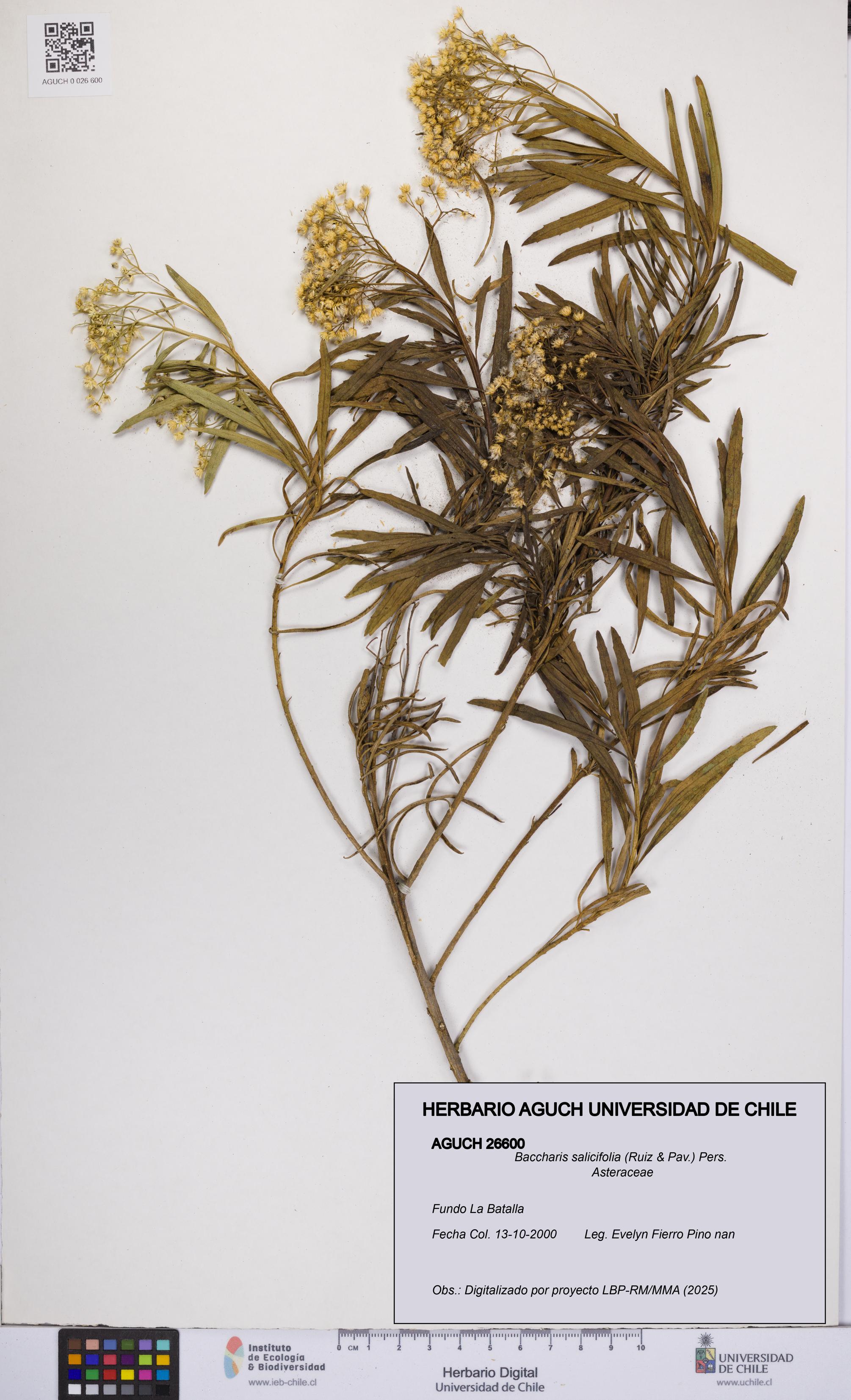 Baccharis salicifolia [Espécimen: UCH:AGUCH:0026600]