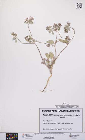 Homalocarpus dichotomus [Espécimen: UCH:AGUCH:0026605]