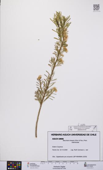 Baccharis linearis [Espécimen: UCH:AGUCH:0026606]