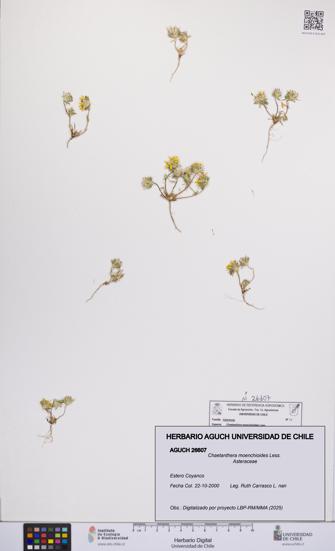 Chaetanthera moenchioides [Espécimen: UCH:AGUCH:0026607]