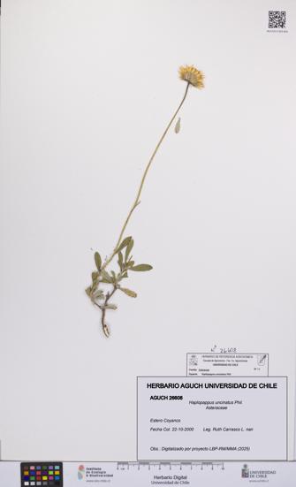 Haplopappus uncinatus [Espécimen: UCH:AGUCH:0026608]