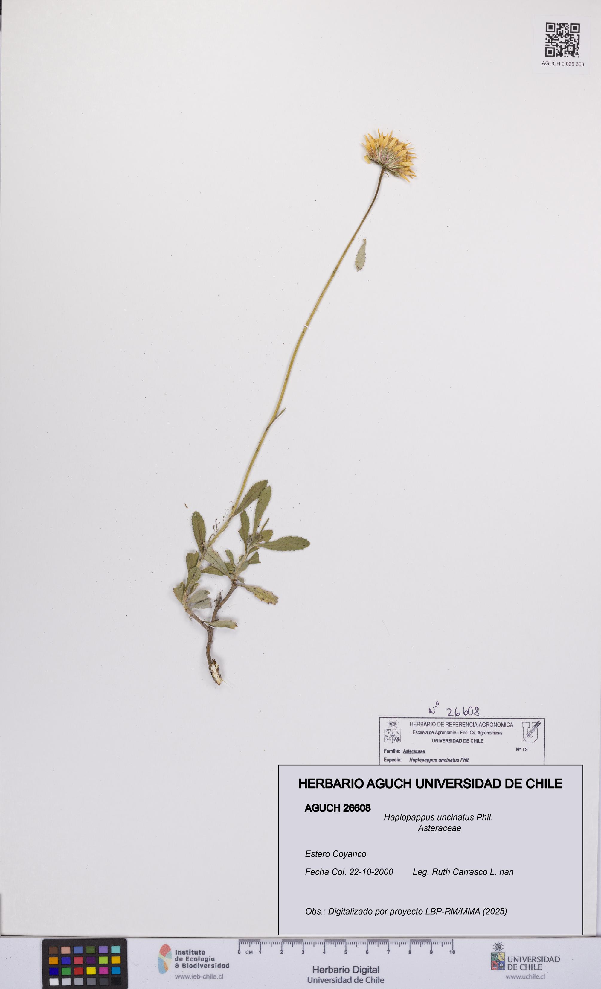 Haplopappus uncinatus [Espécimen: UCH:AGUCH:0026608]