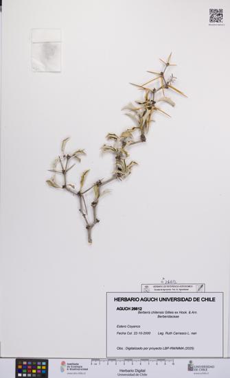 Berberis chilensis [Espécimen: UCH:AGUCH:0026612]