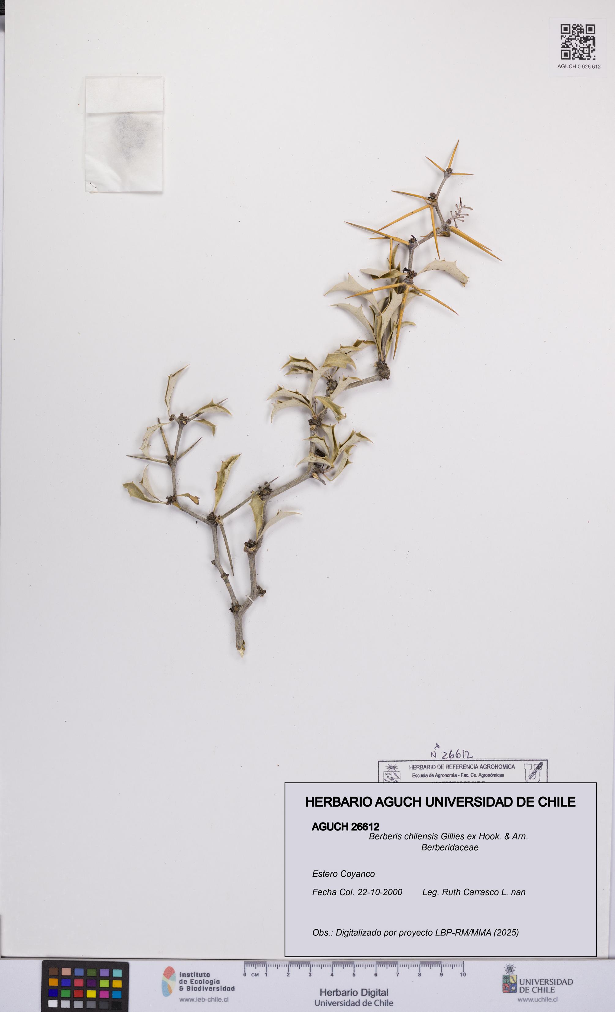 Berberis chilensis [Espécimen: UCH:AGUCH:0026612]