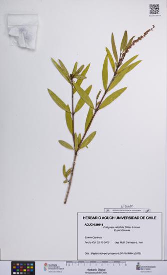 Colliguaja salicifolia [Espécimen: UCH:AGUCH:0026614]