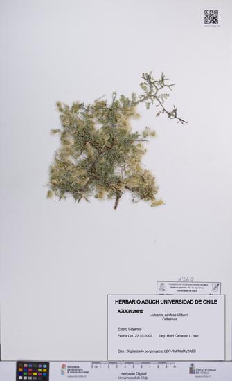Adesmia confusa [Espécimen: UCH:AGUCH:0026615]
