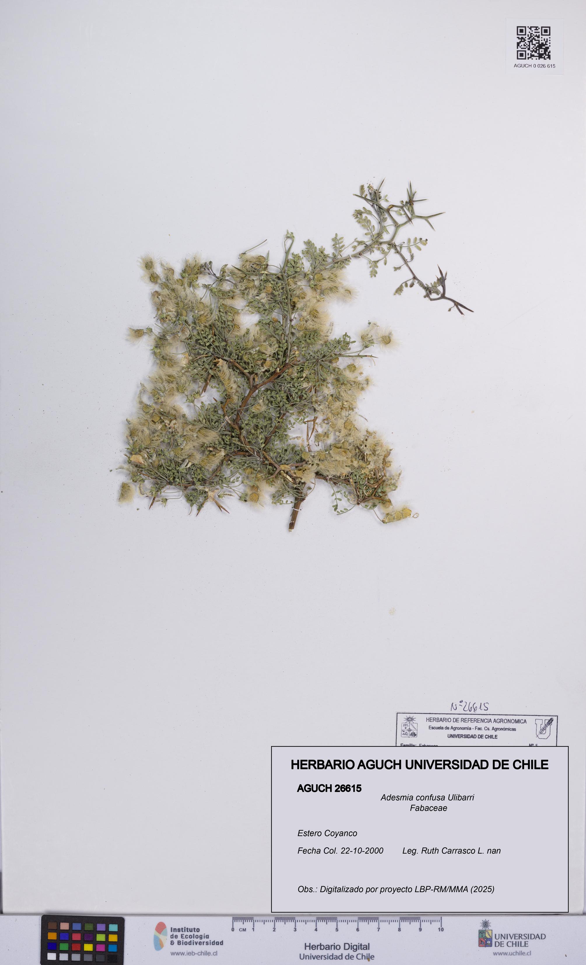 Adesmia confusa [Espécimen: UCH:AGUCH:0026615]