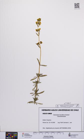 Calceolaria thyrsiflora [Espécimen: UCH:AGUCH:0026625]