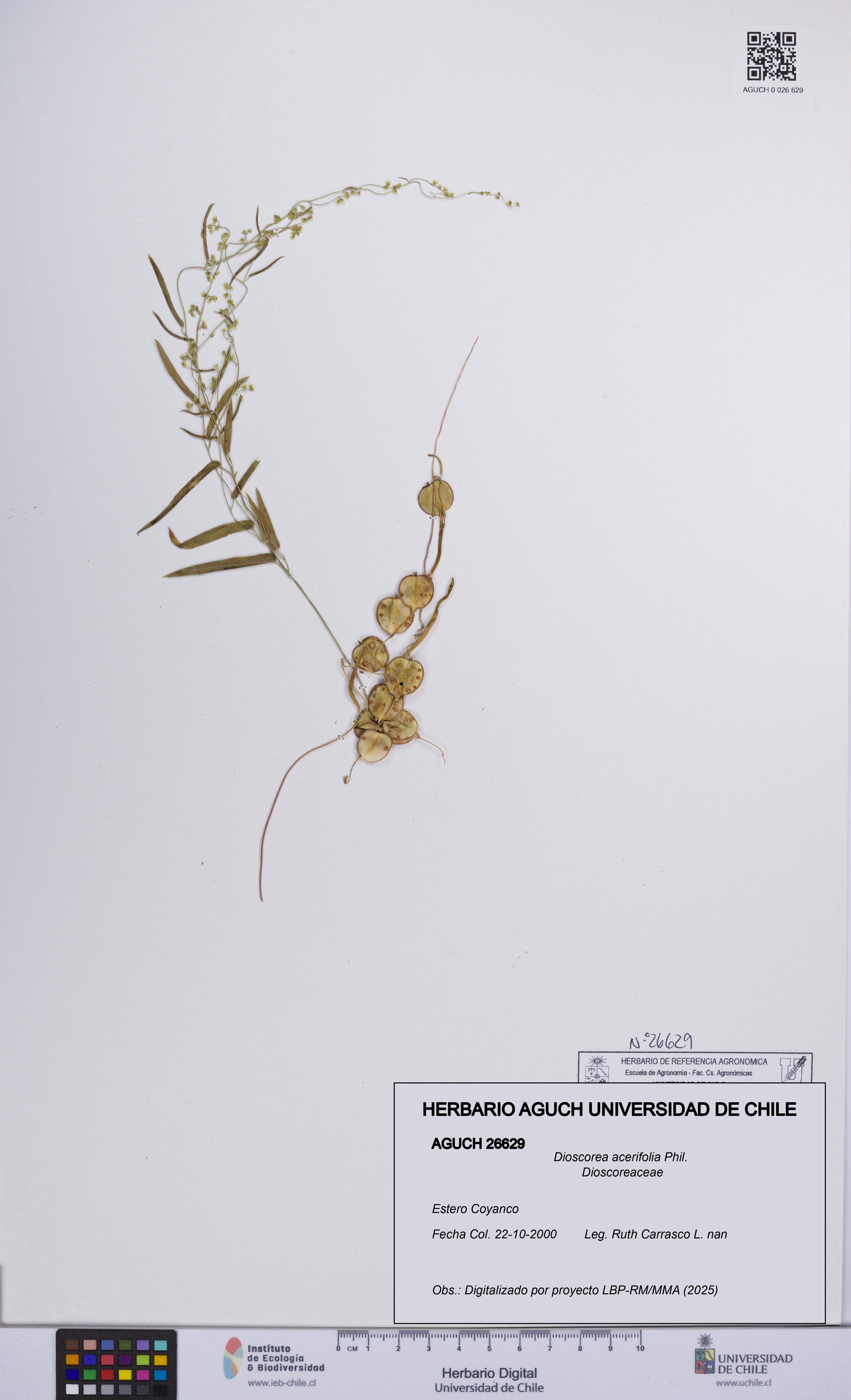 Dioscorea acerifolia [Espécimen: UCH:AGUCH:0026629]