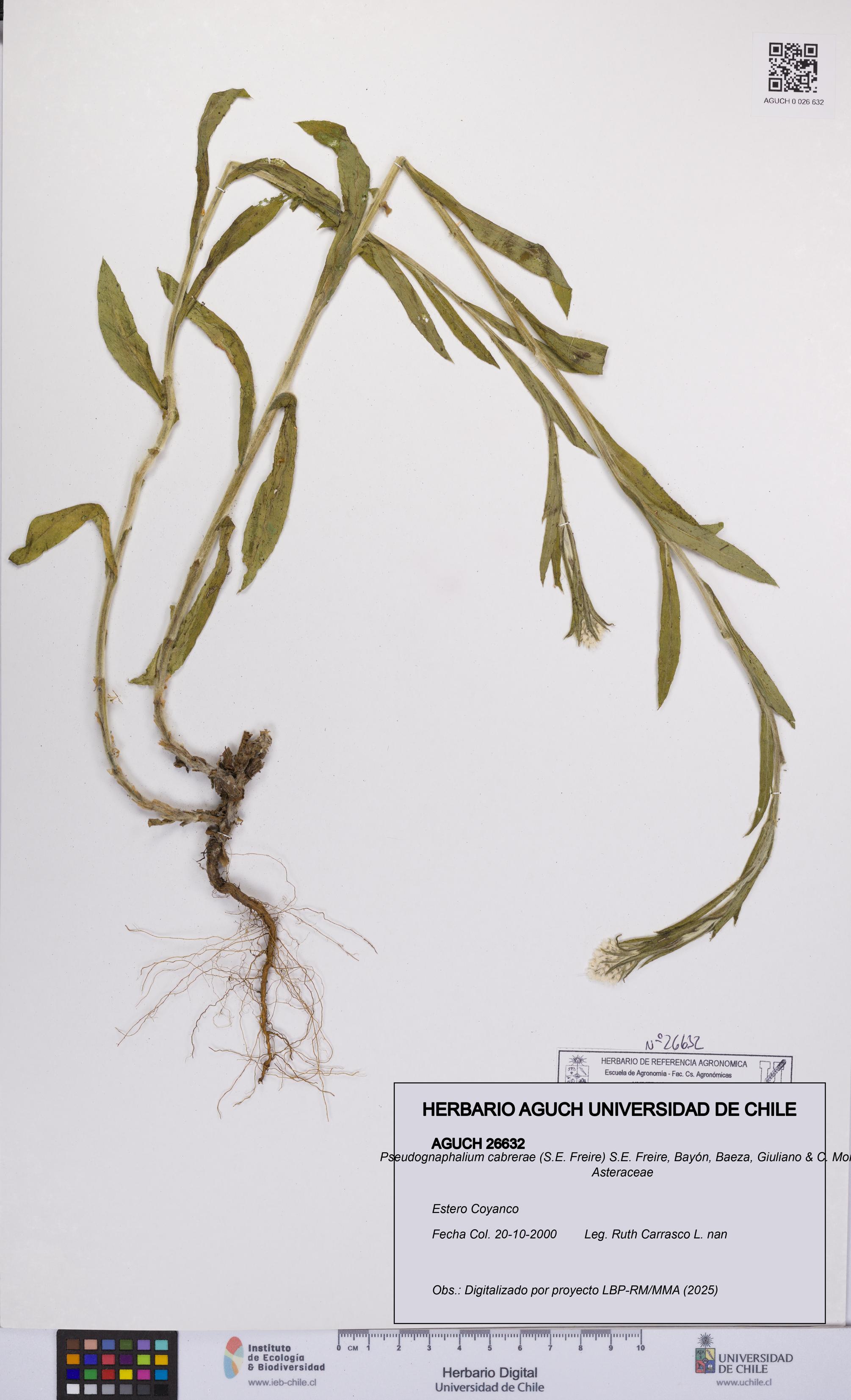 Pseudognaphalium cabrerae [Espécimen: UCH:AGUCH:0026632]