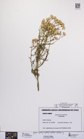 Senecio tocornalii [Espécimen: UCH:AGUCH:0026633]