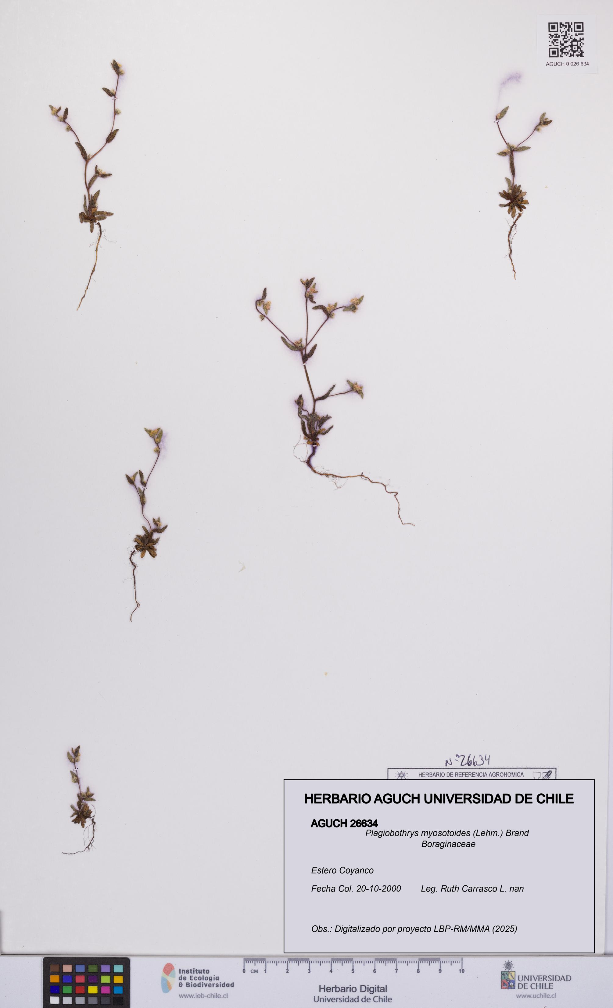 Plagiobothrys myosotoides [Espécimen: UCH:AGUCH:0026634]