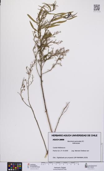 Baccharis paniculata [Espécimen: UCH:AGUCH:0026699]