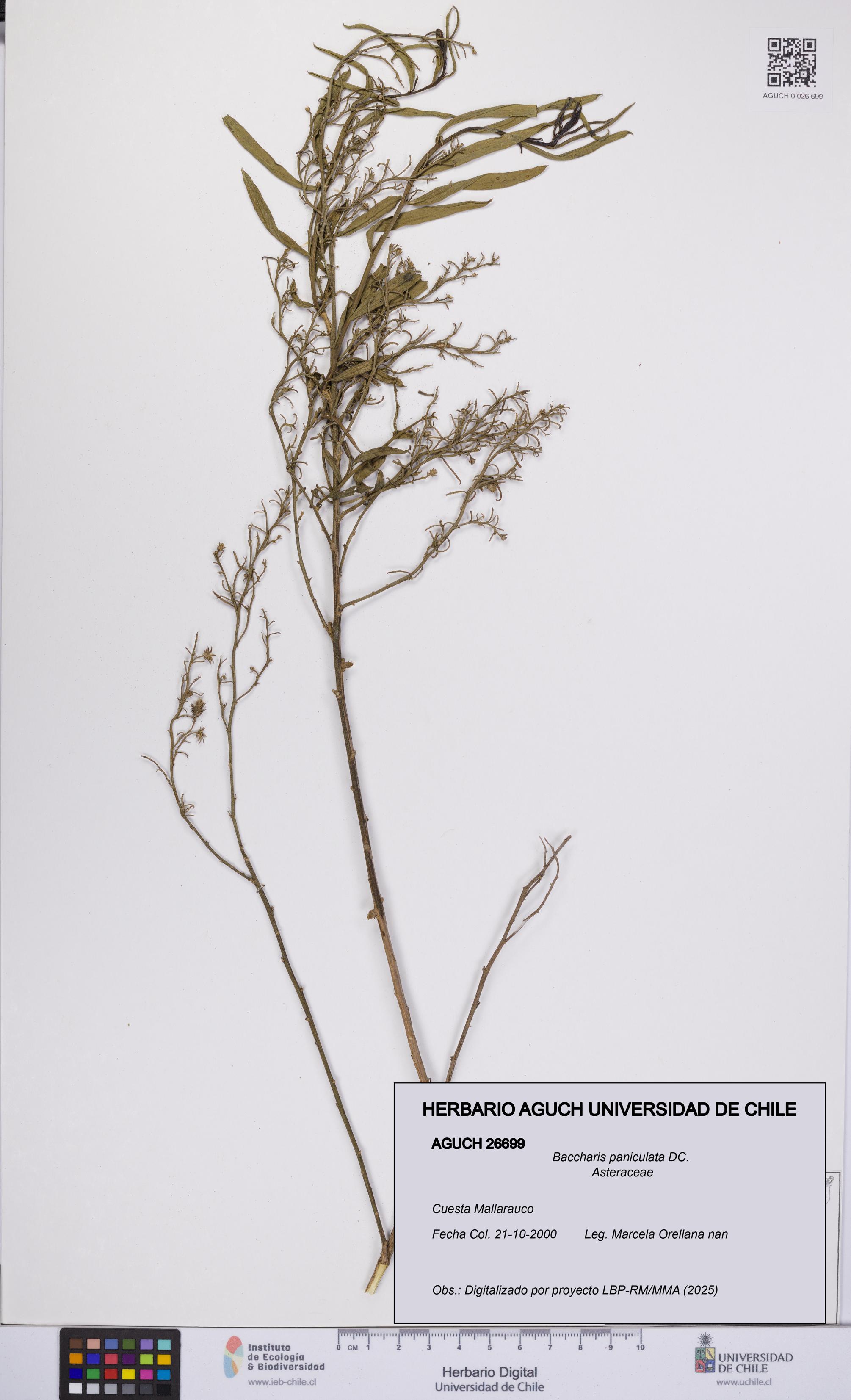 Baccharis paniculata [Espécimen: UCH:AGUCH:0026699]