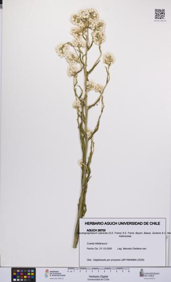 Pseudognaphalium cabrerae [Espécimen: UCH:AGUCH:0026703]