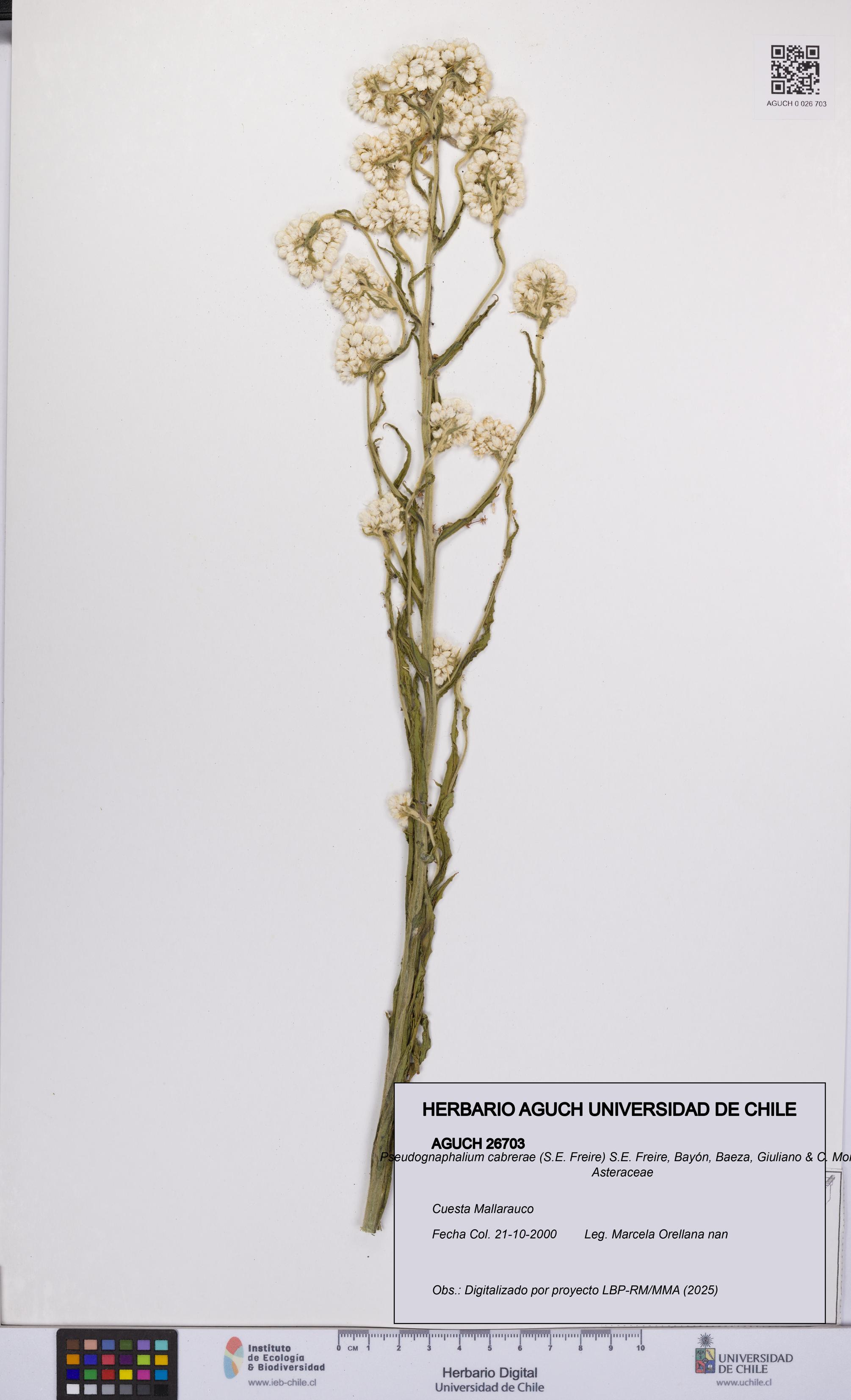 Pseudognaphalium cabrerae [Espécimen: UCH:AGUCH:0026703]