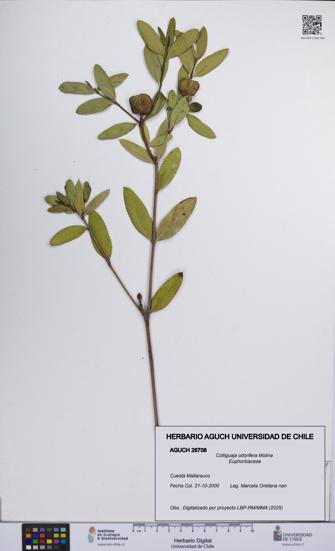 Colliguaja odorifera [Espécimen: UCH:AGUCH:0026708]