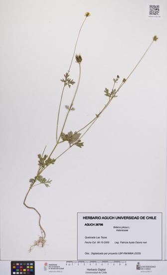 Bidens pilosa [Espécimen: UCH:AGUCH:0026798]