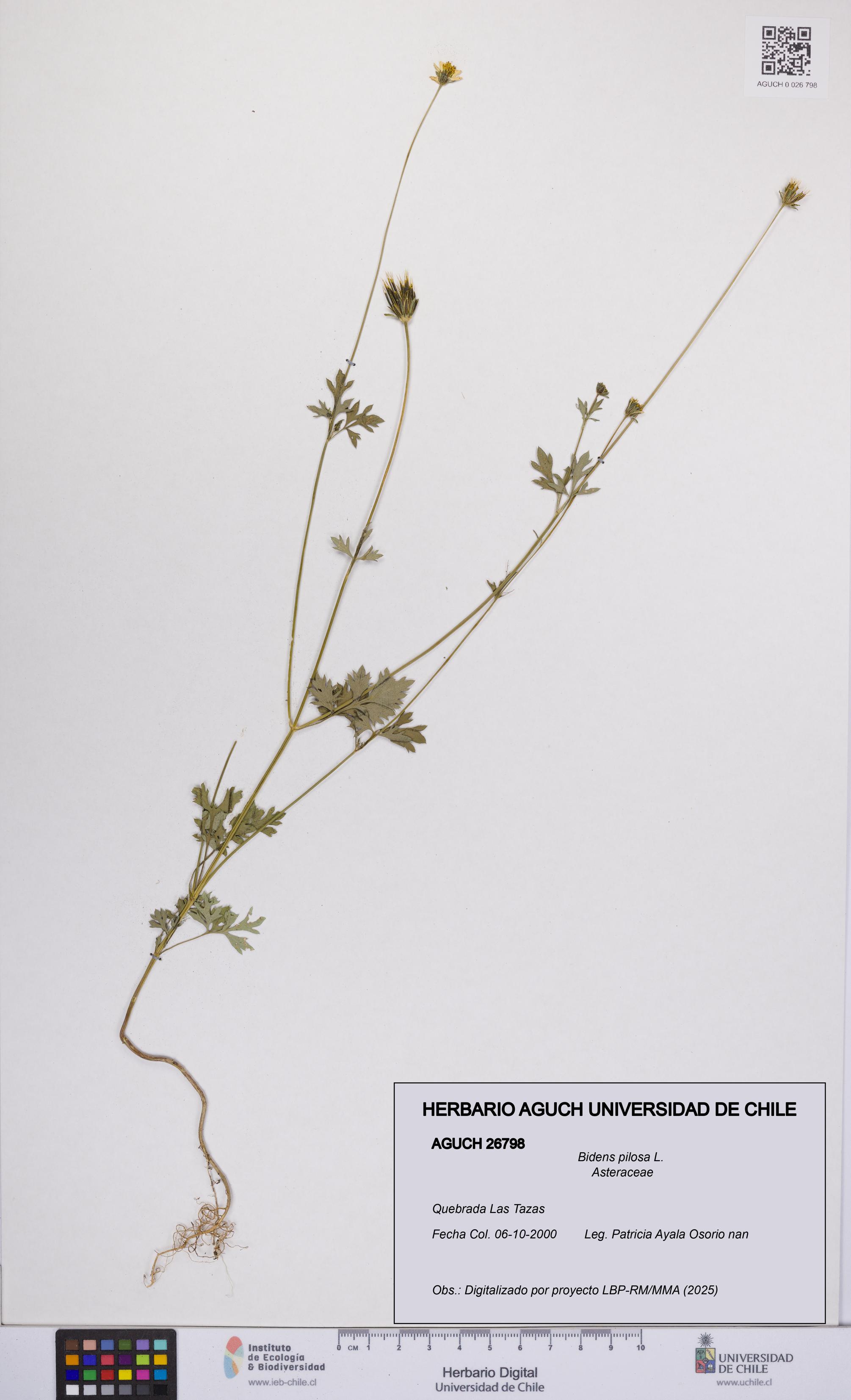 Bidens pilosa [Espécimen: UCH:AGUCH:0026798]
