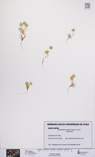 Chaetanthera linearis [Espécimen: UCH:AGUCH:0026799]