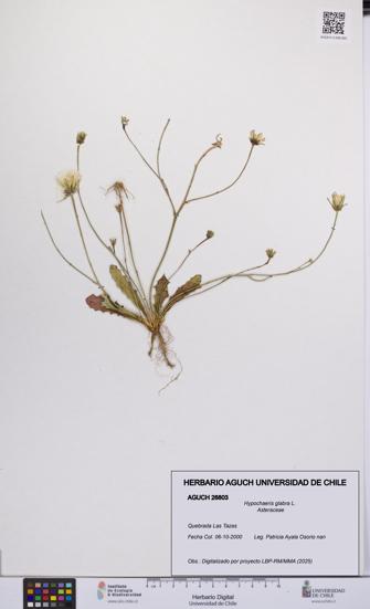 Hypochaeris glabra [Espécimen: UCH:AGUCH:0026803]