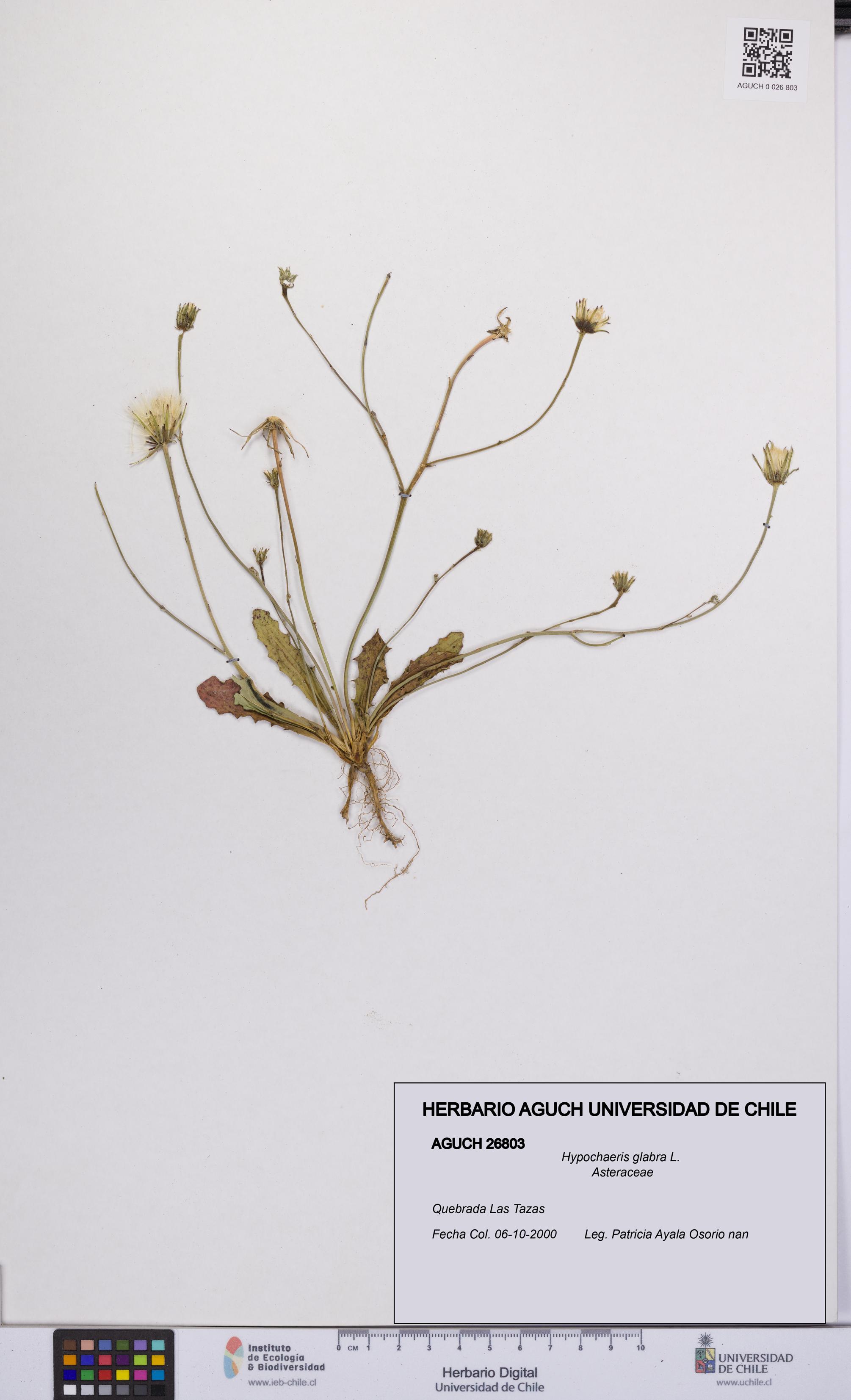 Hypochaeris glabra [Espécimen: UCH:AGUCH:0026803]
