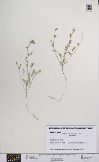 Adesmia tenella [Espécimen: UCH:AGUCH:0026807]