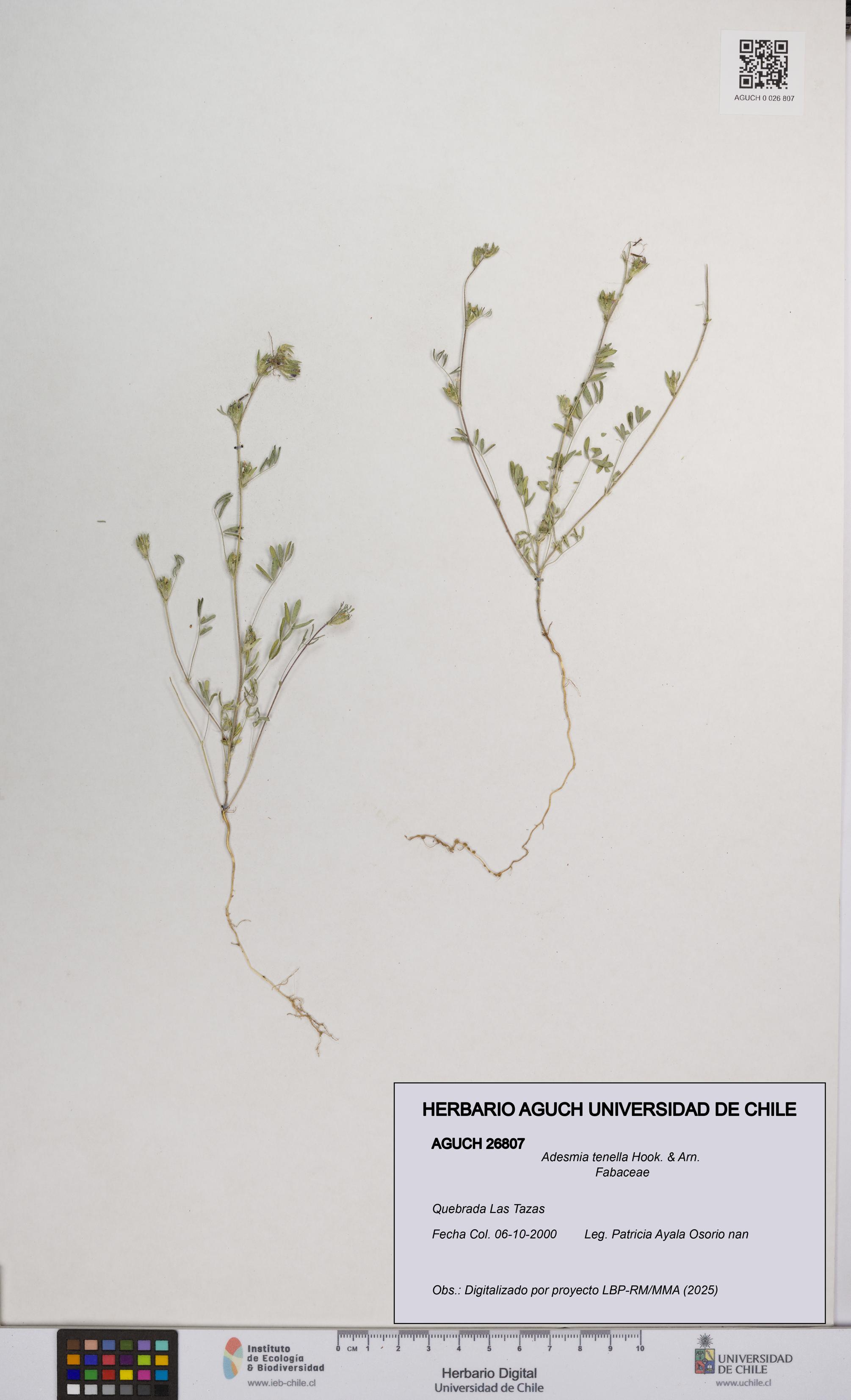 Adesmia tenella [Espécimen: UCH:AGUCH:0026807]