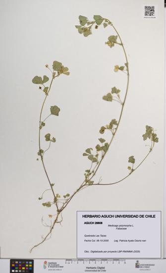 Medicago polymorpha [Espécimen: UCH:AGUCH:0026808]
