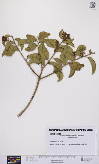 Schinus latifolia [Espécimen: UCH:AGUCH:0026820]