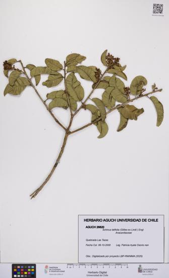 Schinus latifolia [Espécimen: UCH:AGUCH:0026820]