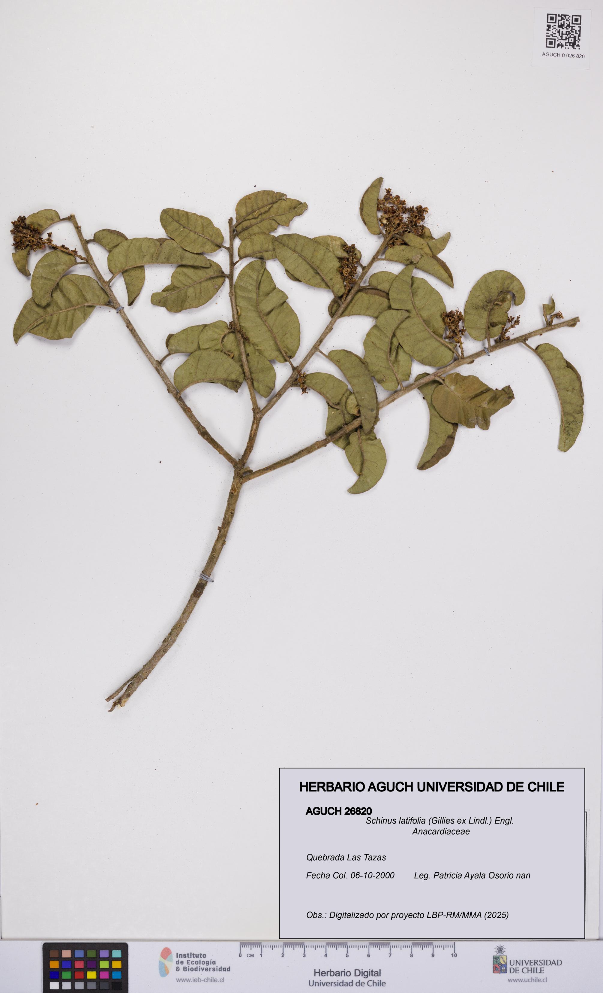 Schinus latifolia [Espécimen: UCH:AGUCH:0026820]